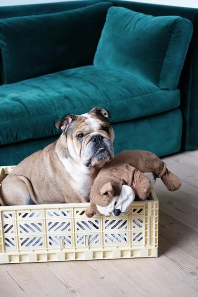 Budget π₯ HAY Caja Plegable L π€© 4 HAY Caja Plegable L